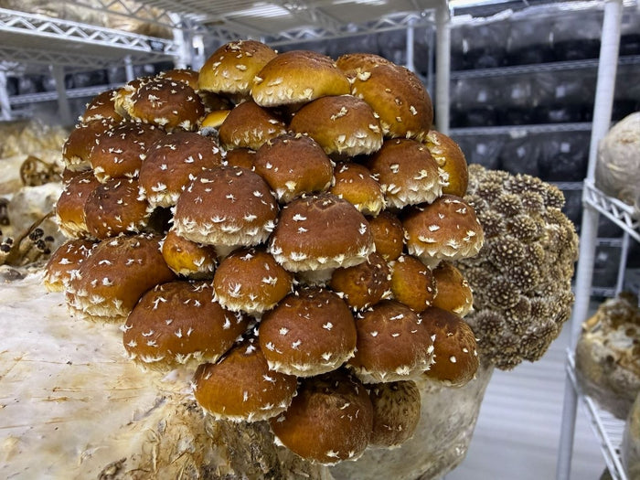 Fresh Chestnut Mushrooms