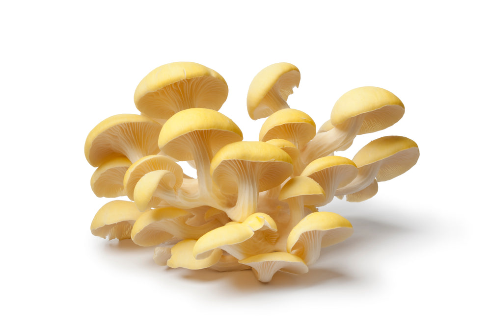 Fresh Golden Oyster Mushrooms