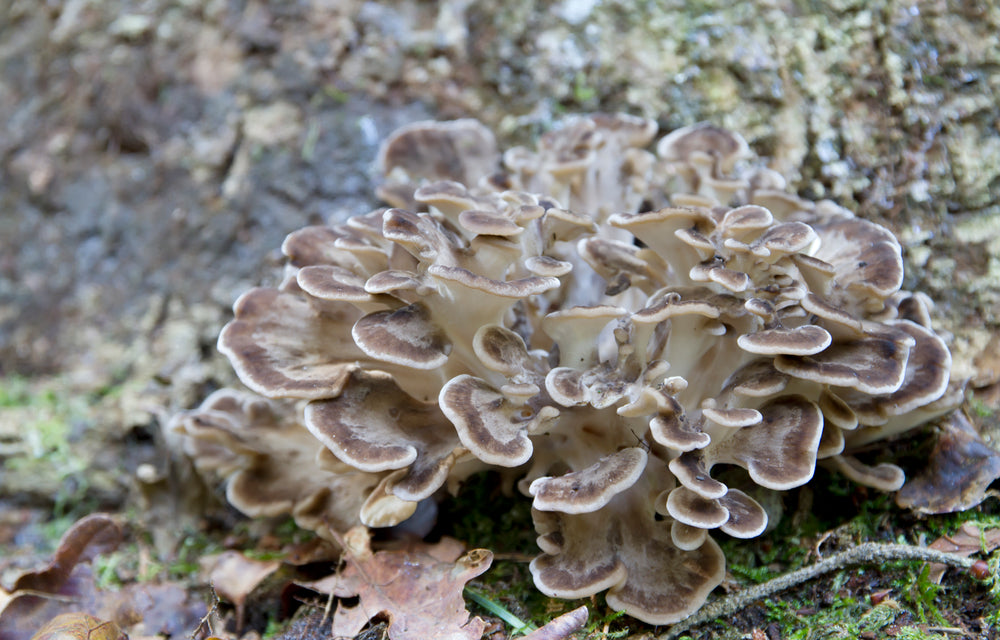 Fresh Maitake Mushrooms