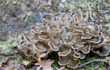 Fresh Maitake Mushrooms