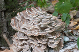 Fresh Maitake Mushrooms