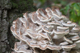 Fresh Maitake Mushrooms