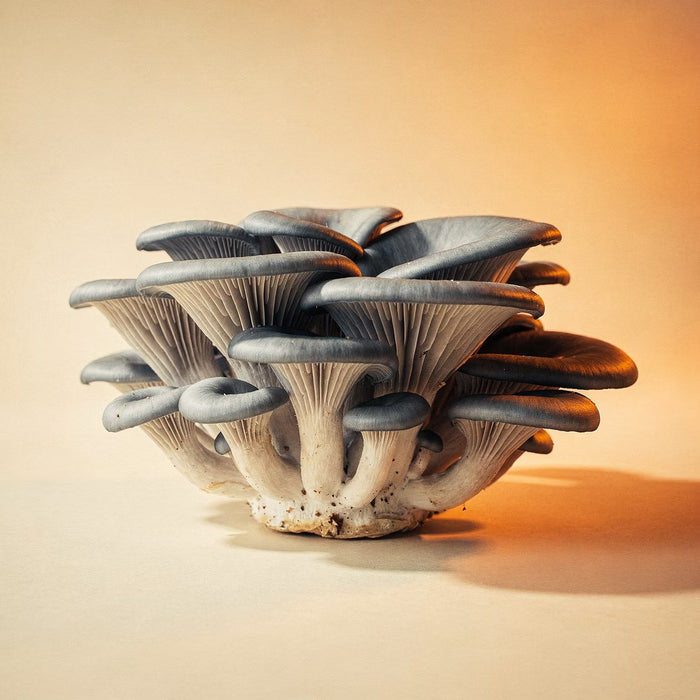 Fresh Blue Oyster Mushrooms