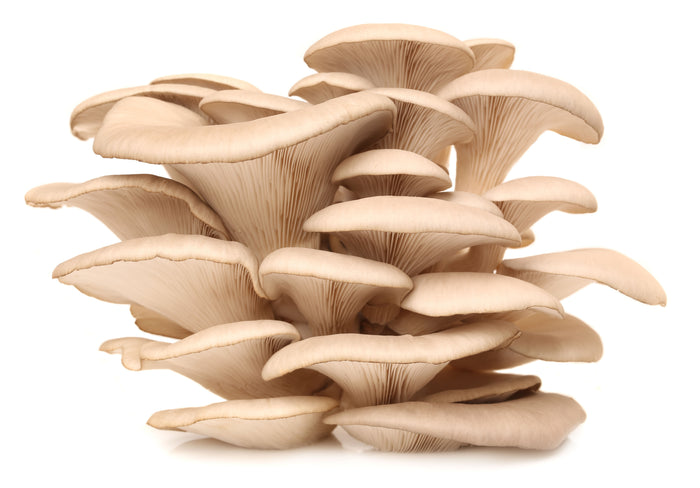 Fresh Pearl Silver Oyster Mushrooms