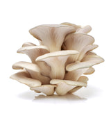 Fresh Pearl Silver Oyster Mushrooms