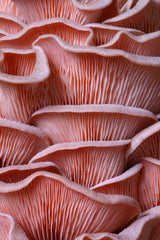 Fresh Pink Oyster Mushrooms
