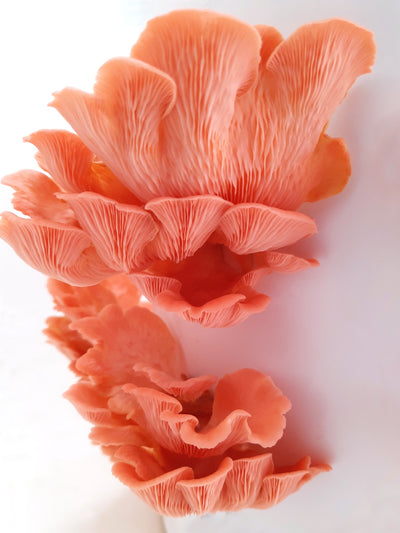 Fresh Pink Oyster Mushrooms