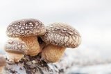 Fresh Shiitake Mushrooms