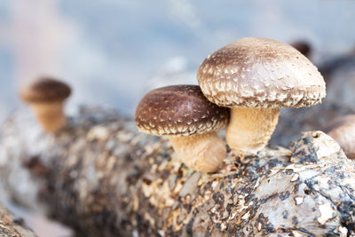 Fresh Shiitake Mushrooms